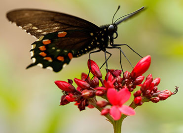 Photo of a butterfly. Links to What to Give